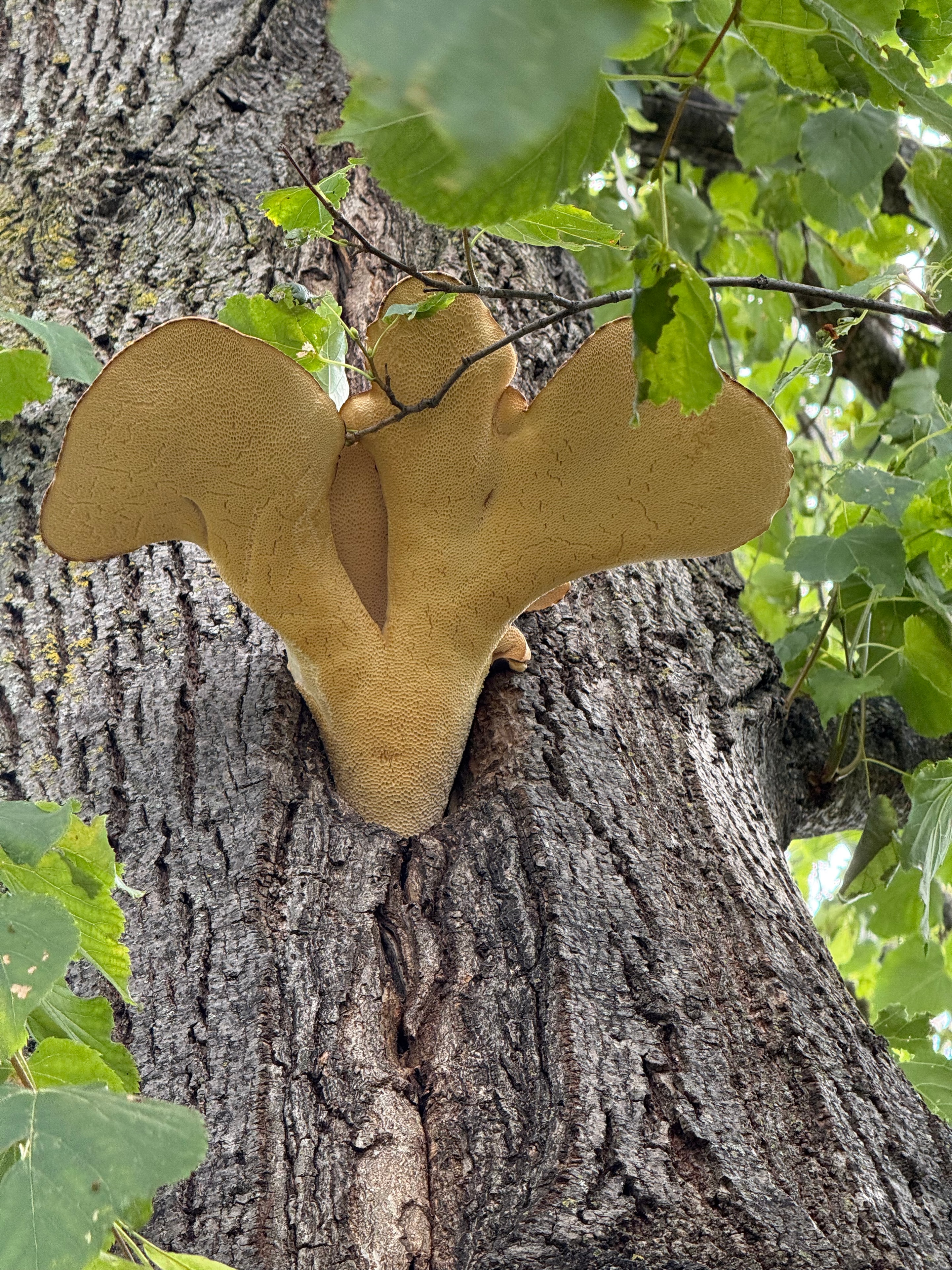 Tree Health Assessment