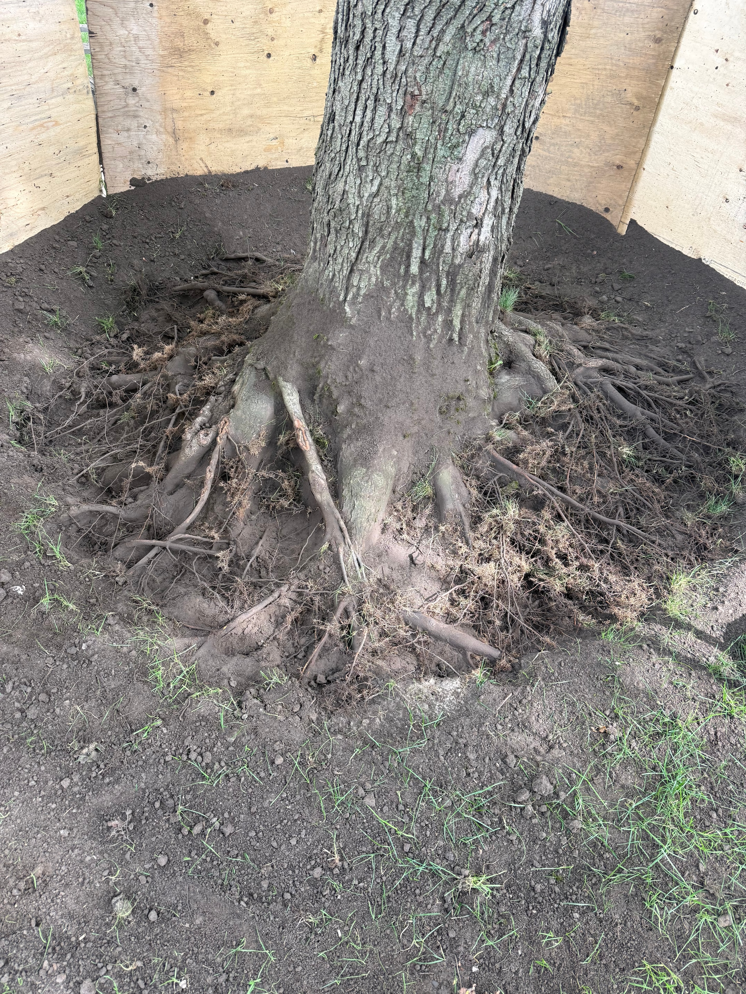 Root Collar Excavation and Amendment